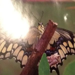 Meet your Posher, Jasmin